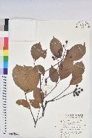 藏品(茄苳、重陽木)的圖片