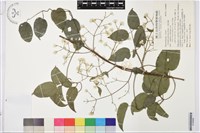 藏品(小蓑衣藤)的圖片