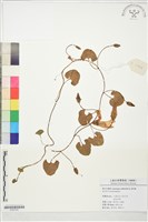 藏品(濱旋花)的圖片