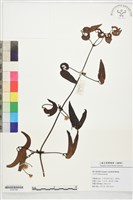 藏品(厚葉鐵線蓮)的圖片