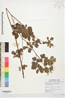 藏品(散花唐松草)的圖片