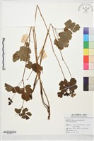 藏品(腎葉唐松草)的圖片