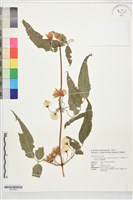 藏品(森氏鐵線蓮)的圖片