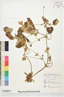 藏品(田代氏鐵線蓮)的圖片