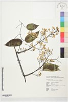 藏品(柱果鐵線蓮)的圖片