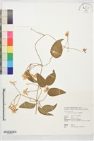 藏品(麥氏鐵線蓮)的圖片