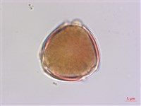 藏品(毛咀簽)的圖片