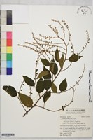 藏品(毛咀簽)的圖片