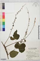 藏品(毛咀簽)的圖片