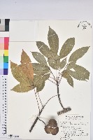 藏品(巴西橡膠樹、橡膠樹)的圖片