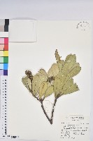 藏品(蘭嶼土沉香)的圖片