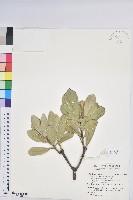 藏品(蘭嶼土沉香)的圖片