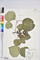 藏品(圓葉血桐)的圖片