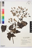 藏品(威靈仙)的圖片