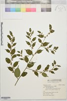 藏品(毛蛇藤)的圖片