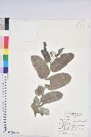 藏品(赤血仔)的圖片