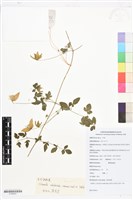 藏品(甘川鐵線蓮)的圖片