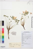 藏品(假耬斗菜)的圖片