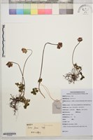 藏品(矮金蓮花)的圖片