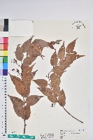 藏品(葉穗香茶菜)的圖片