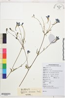 藏品(康定翠雀花)的圖片