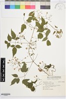 藏品(串鼻龍)的圖片