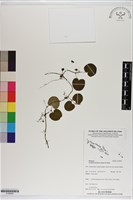 藏品(苞花蔓)的圖片