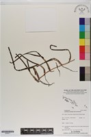 藏品(圓葉水絲草)的圖片