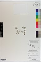 藏品(小牙草)的圖片