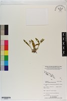 藏品(小花羊耳蒜、小花羊耳蘭)的圖片