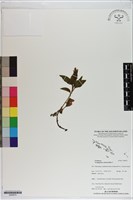 藏品()的圖片