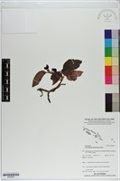 藏品()的圖片