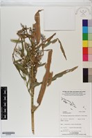 藏品(薏苡)的圖片