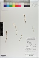 藏品()的圖片