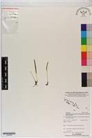 藏品()的圖片