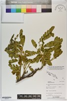 藏品(雨豆樹)的圖片