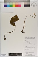 藏品()的圖片