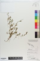 藏品(荏弱柳葉箬)的圖片