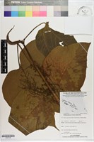 藏品(野桐)的圖片