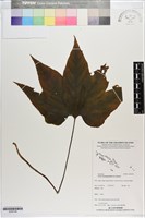 藏品(蒟蒻薯)的圖片