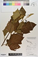 藏品(萬桃花)的圖片