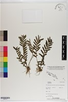 藏品()的圖片