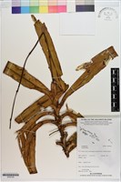 藏品()的圖片