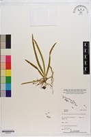 藏品()的圖片