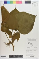 藏品(野桐)的圖片