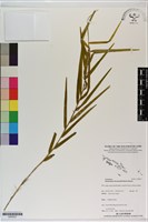 藏品(雙花石斛)的圖片