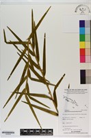 藏品(雙花石斛)的圖片