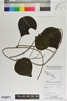 藏品(千金藤、金線吊烏龜)的圖片