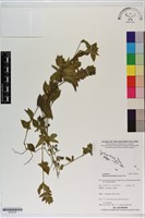 藏品(賽山藍)的圖片