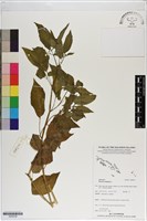 藏品(燈籠草)的圖片